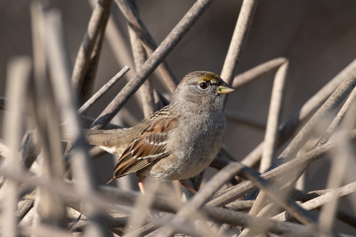 Golden-crowned Sparrow - ML530696951