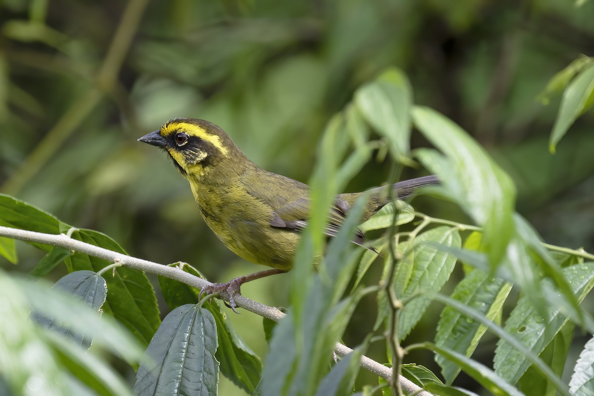 Yellow-striped Brushfinch - ML530697411