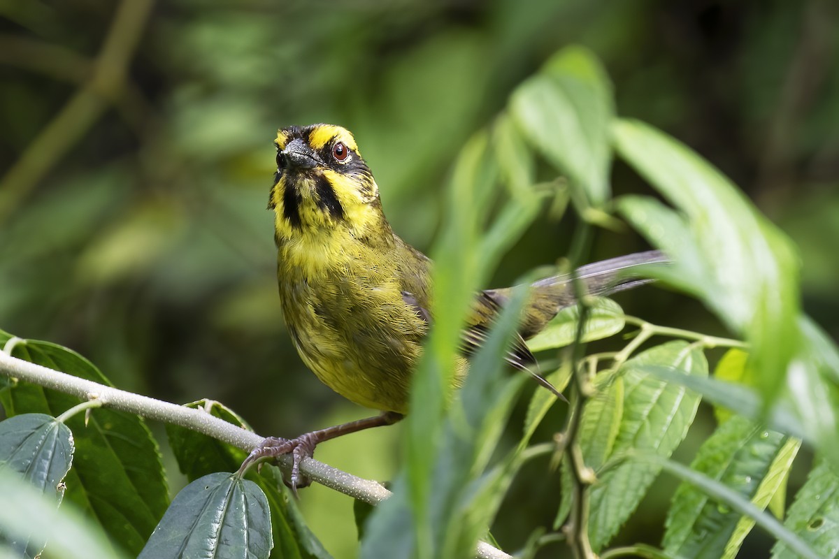Yellow-striped Brushfinch - ML530697431