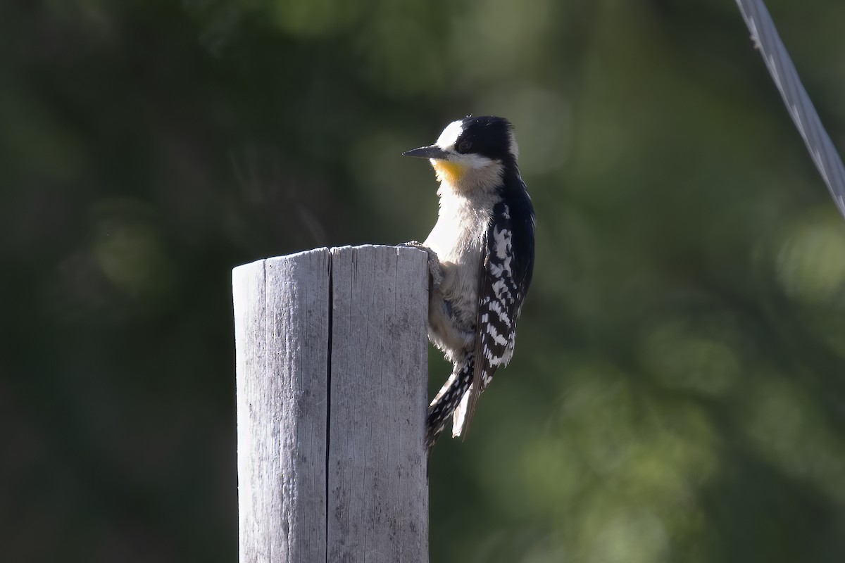 White-fronted Woodpecker - ML530699231