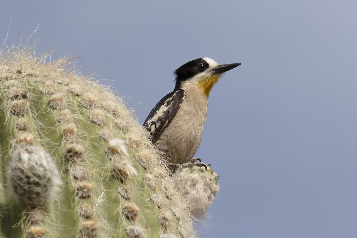 White-fronted Woodpecker - ML530699501