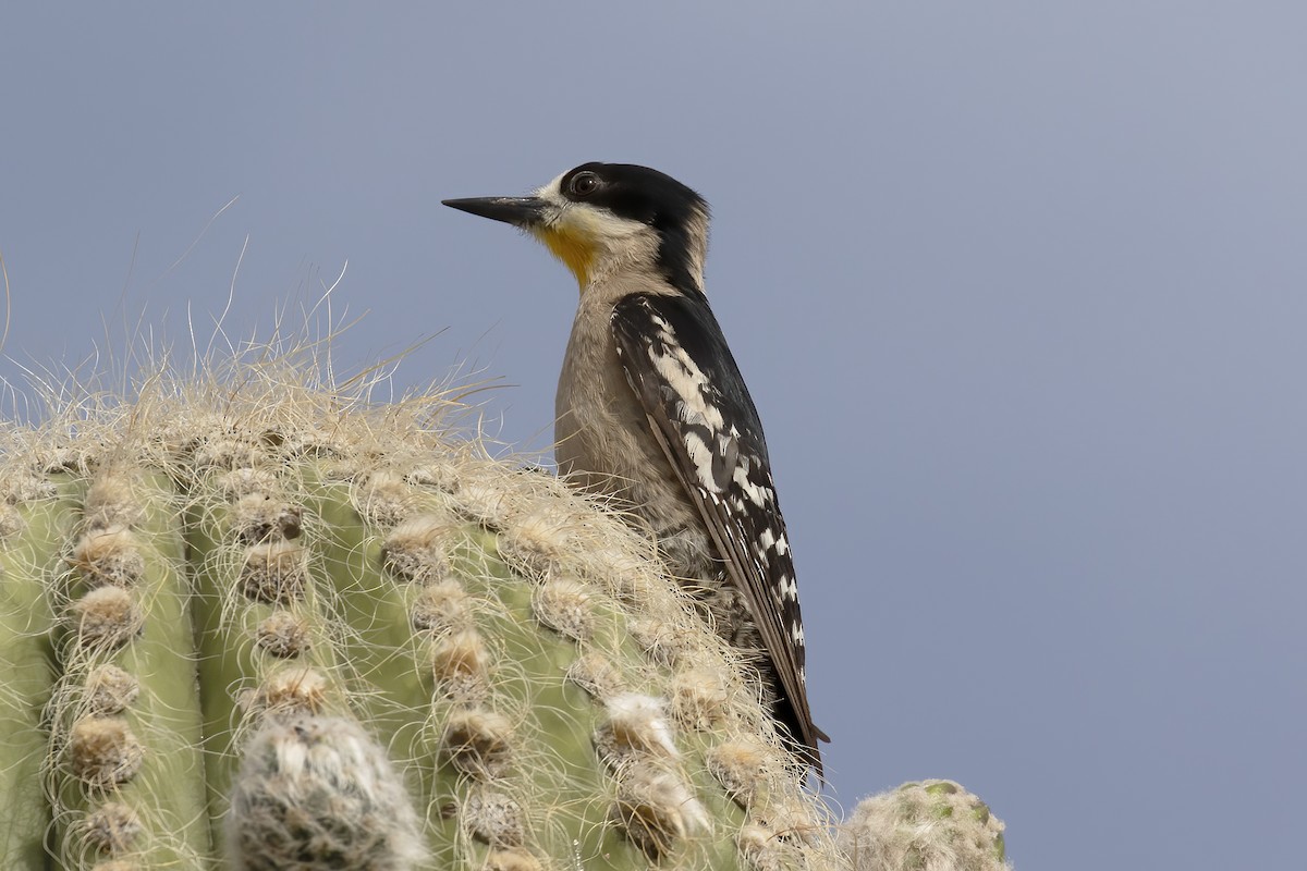 White-fronted Woodpecker - ML530699511