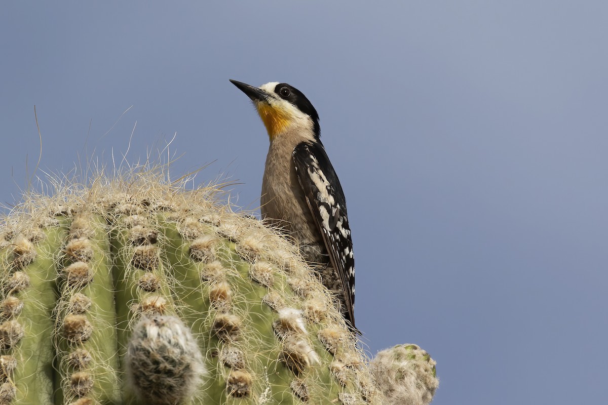 White-fronted Woodpecker - ML530699521
