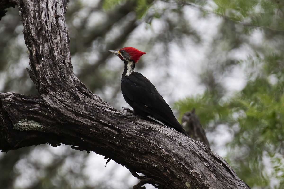 Black-bodied Woodpecker - Gary Rosenberg