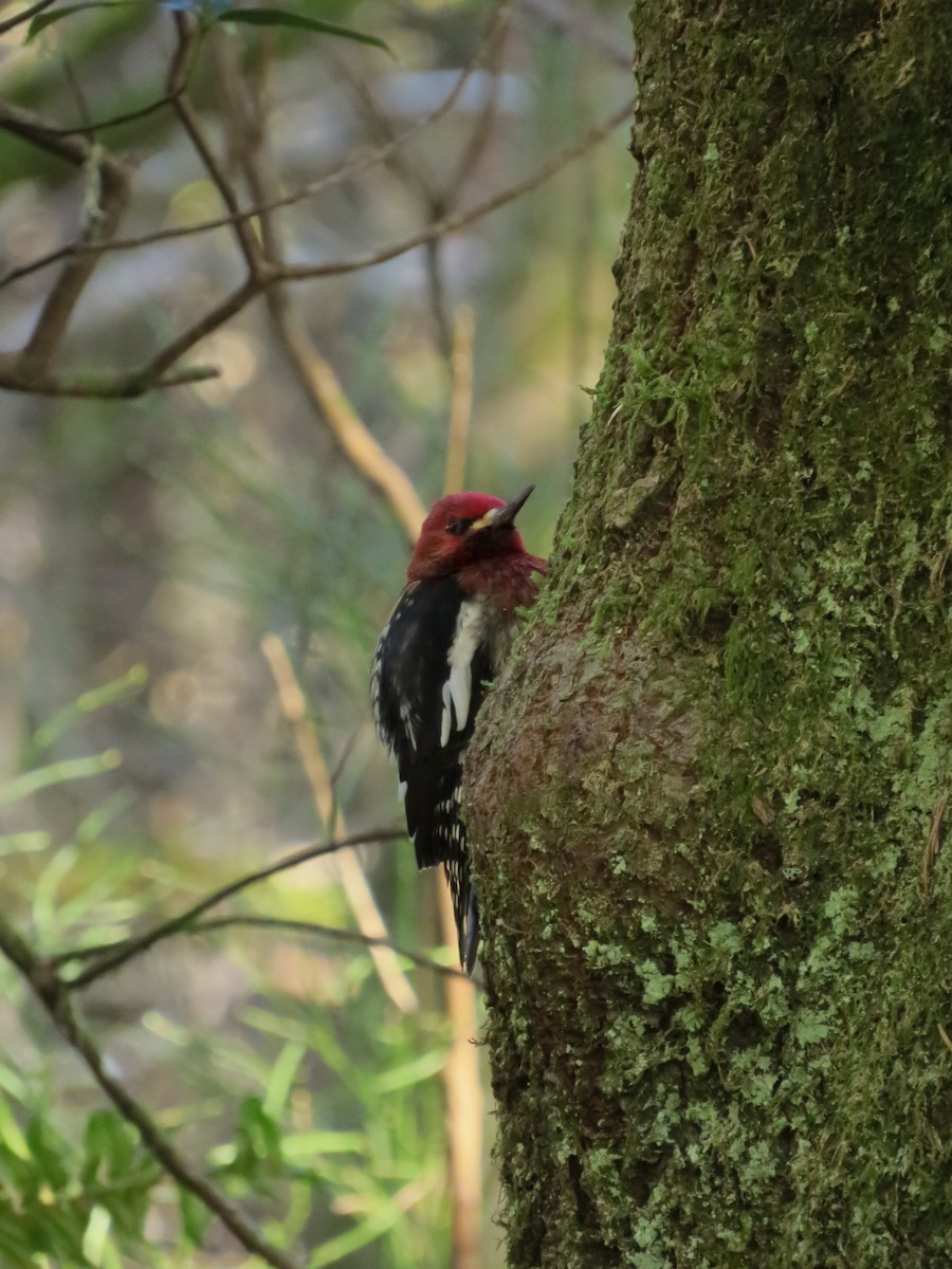 Red-breasted Sapsucker - ML530702231