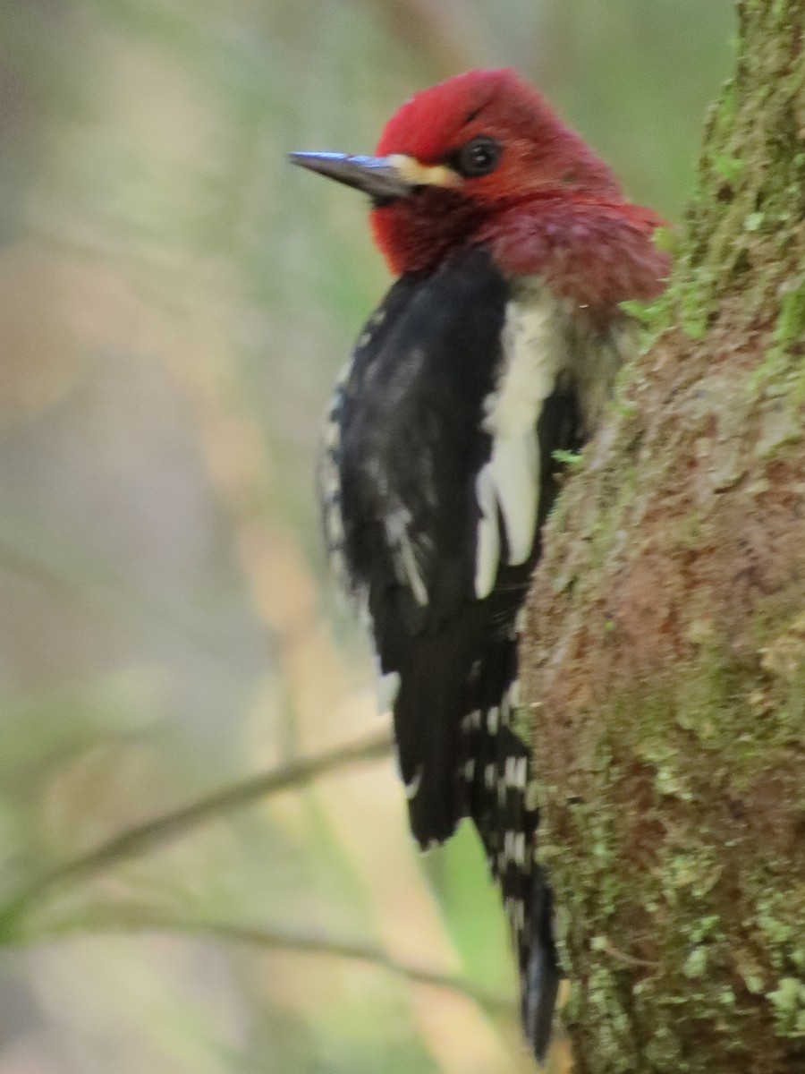 Red-breasted Sapsucker - ML530702241