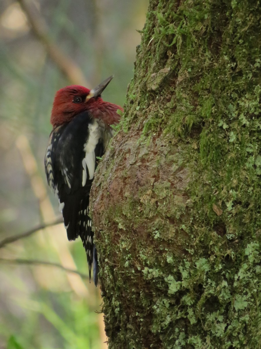 Red-breasted Sapsucker - ML530702261