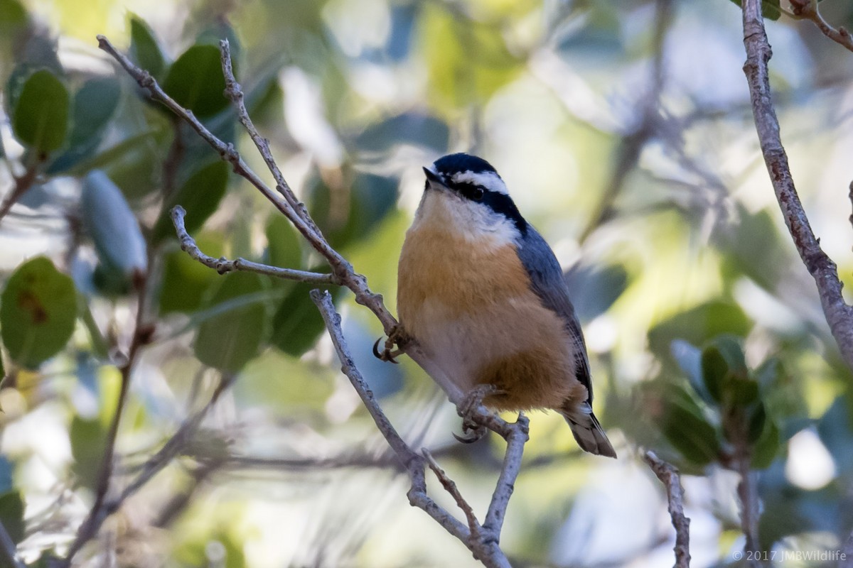 Red-breasted Nuthatch - ML53070681
