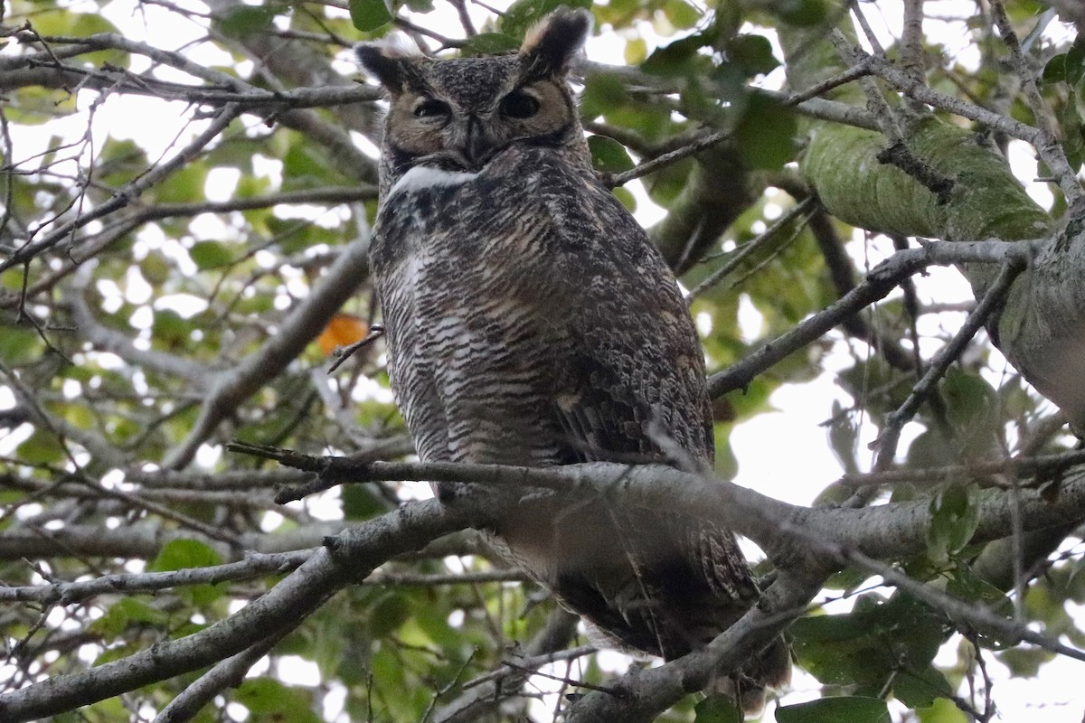 Great Horned Owl - ML530718191