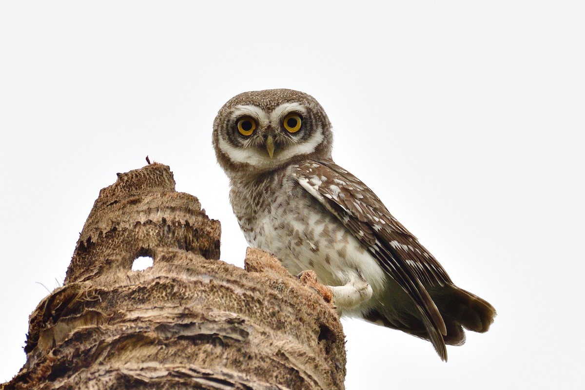 Spotted Owlet - H Nambiar