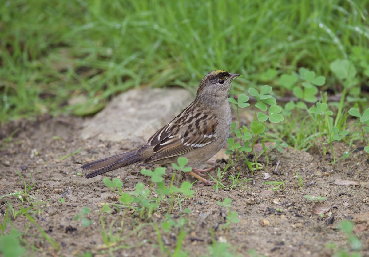 Golden-crowned Sparrow - ML530722431