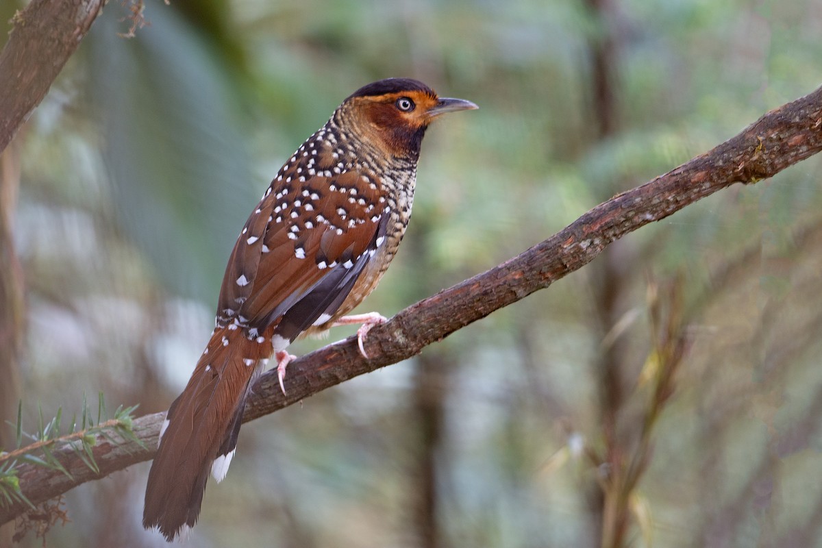 Spotted Laughingthrush - ML530725481