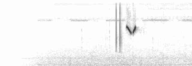  - White-headed Marsh Tyrant