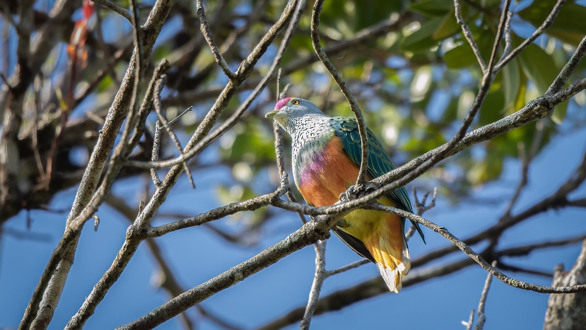 Rose-crowned Fruit-Dove - ML530732561