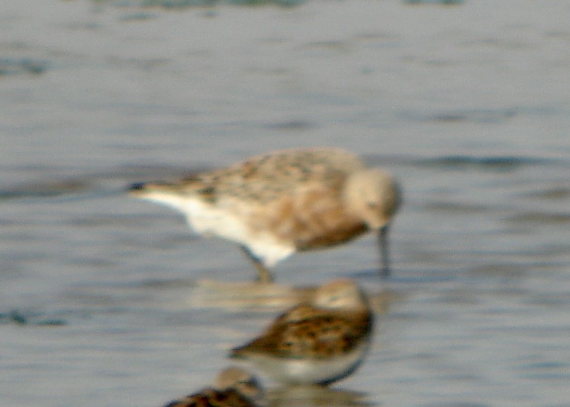 Red Knot - ML530732651