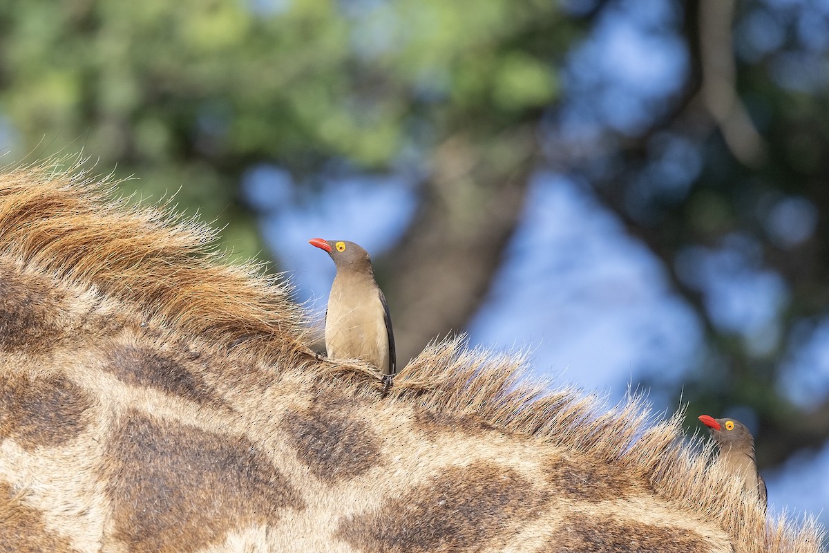 Red-billed Oxpecker - ML530735681