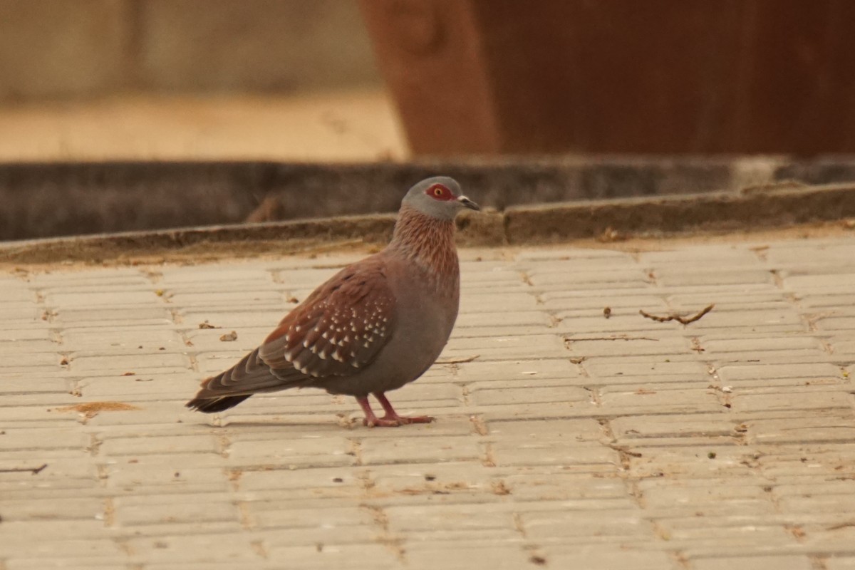 Speckled Pigeon - ML530741331