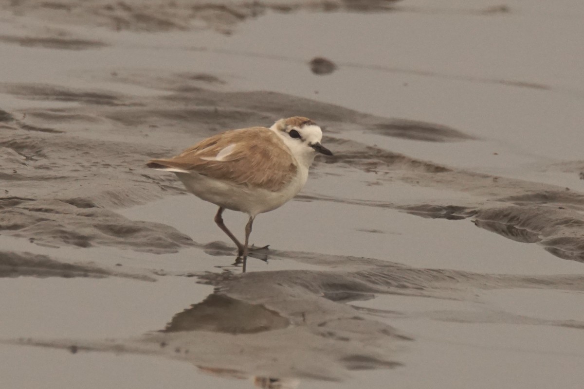 White-fronted Plover - ML530741601