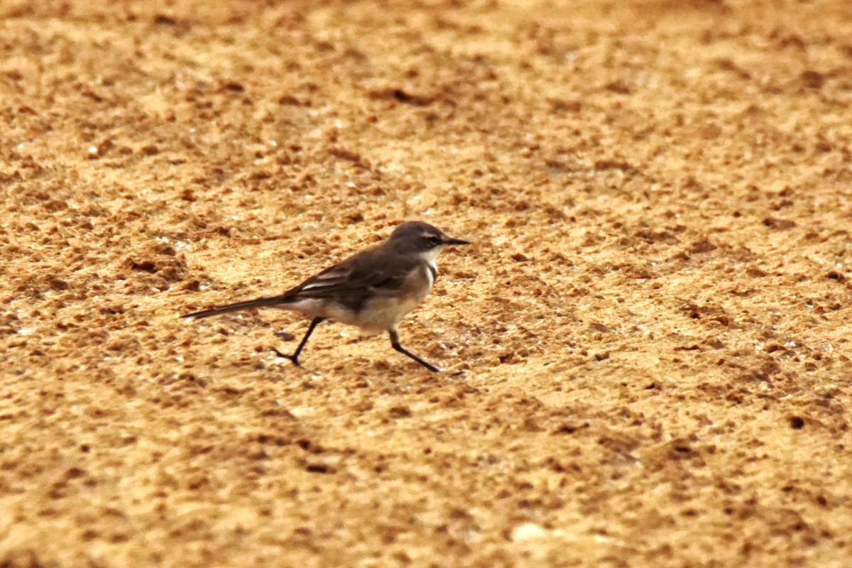 Cape Wagtail - ML530743761