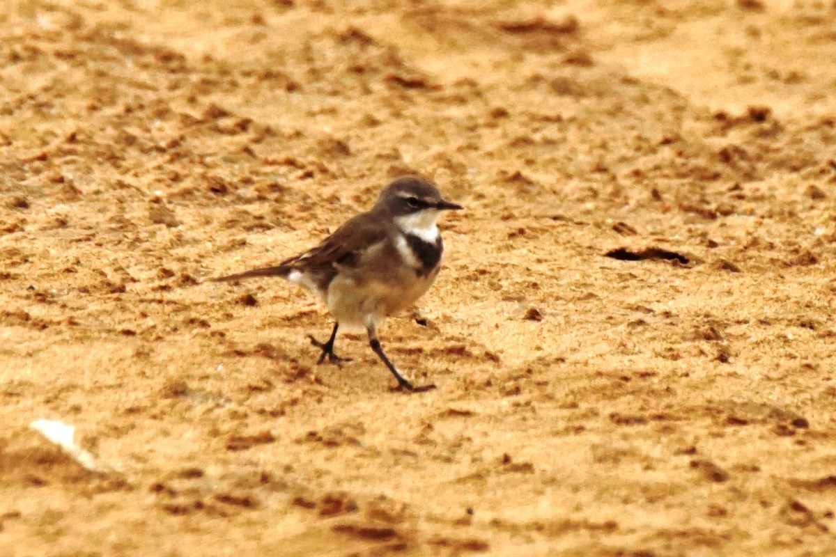 Cape Wagtail - ML530743771