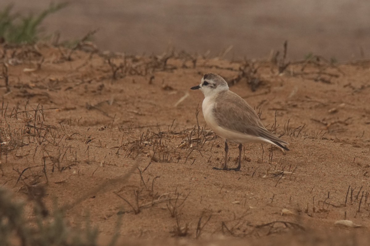 White-fronted Plover - ML530744801