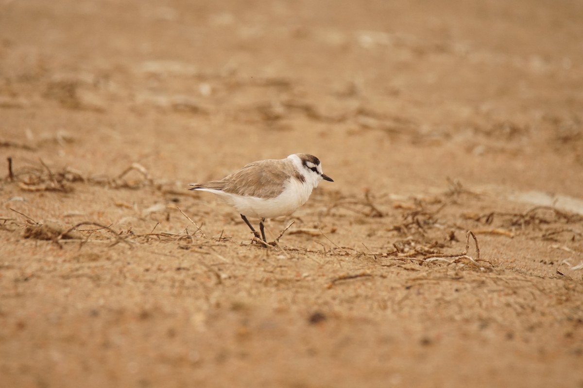 White-fronted Plover - ML530744831