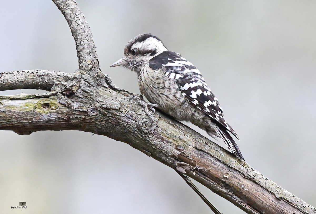 Gray-capped Pygmy Woodpecker - ML530749221