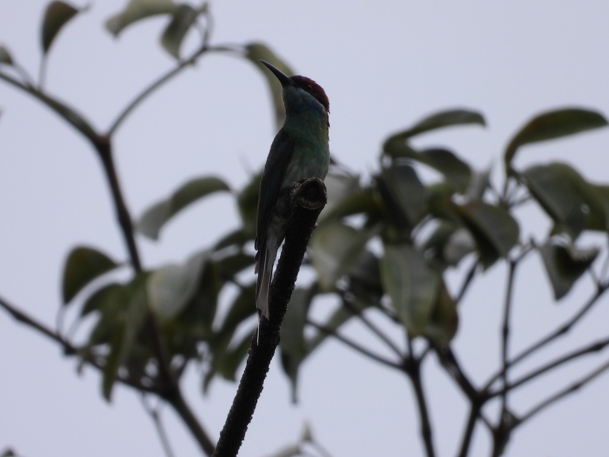 Blue-throated Bee-eater - ML530750711