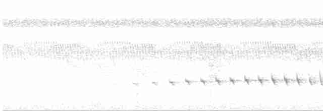 Weißkehl-Ameisenschlüpfer - ML530750891