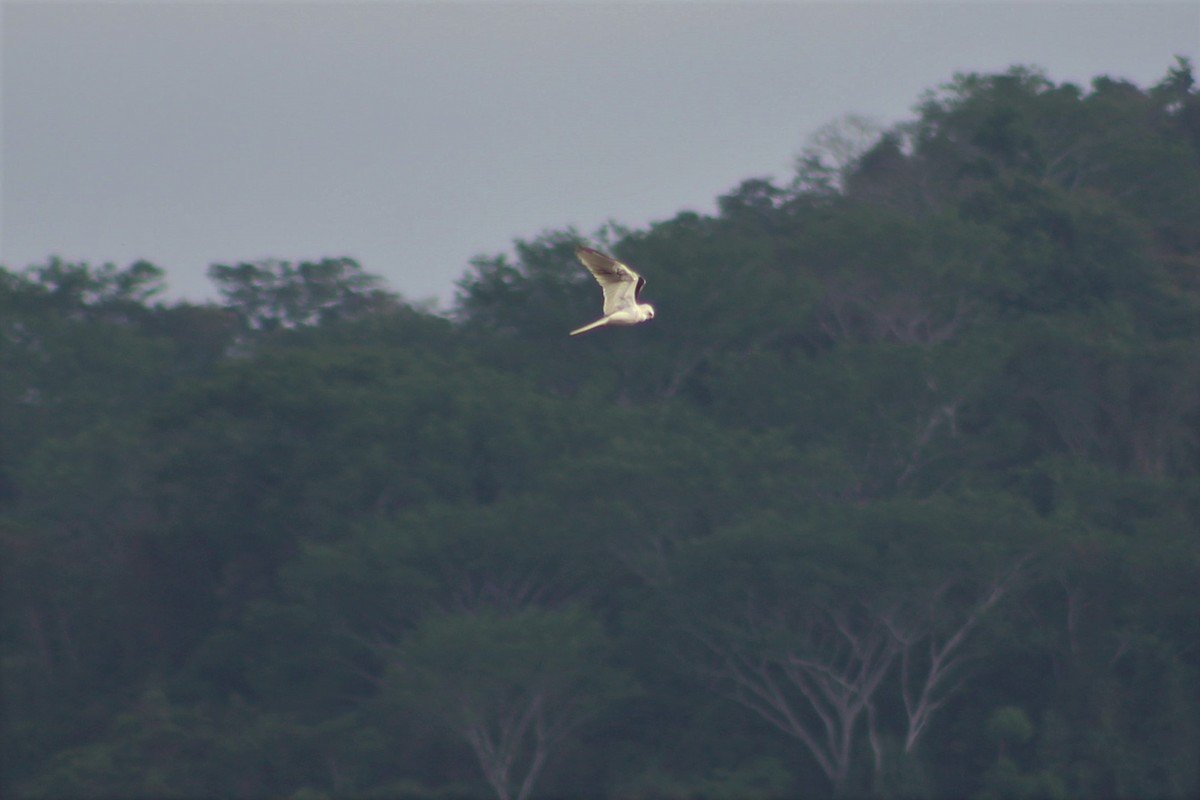 White-tailed Kite - Shannon K. Gordinier