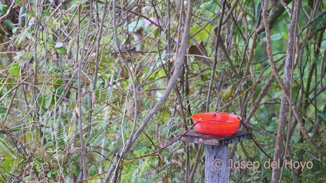 Yellow-breasted Brushfinch (nigrifrons) - ML530752051