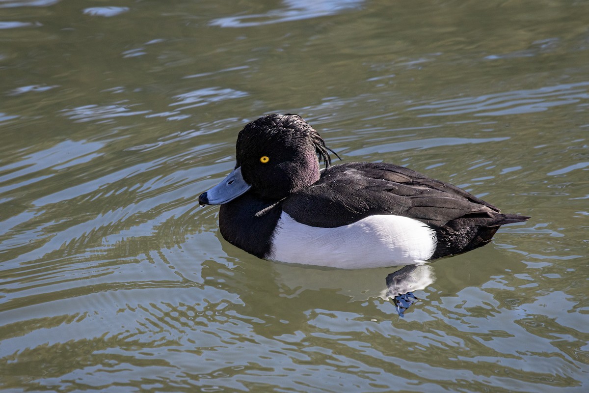 Tufted Duck - ML530753931