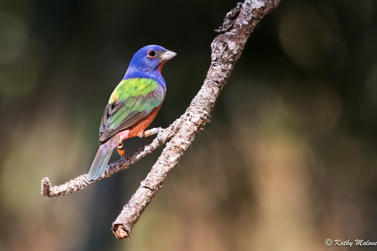 Painted Bunting - Kathy Malone