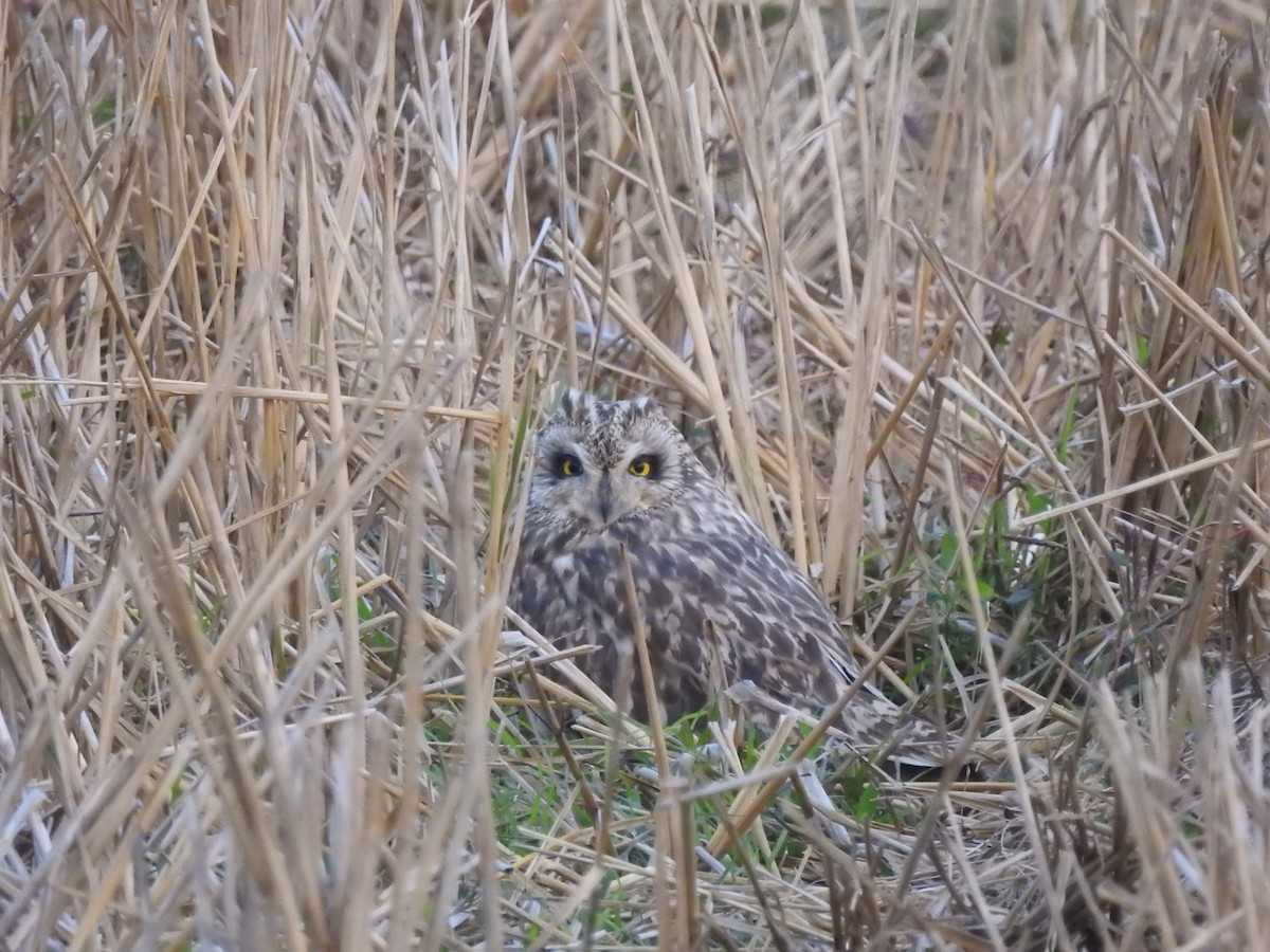 Short-eared Owl - ML530760211