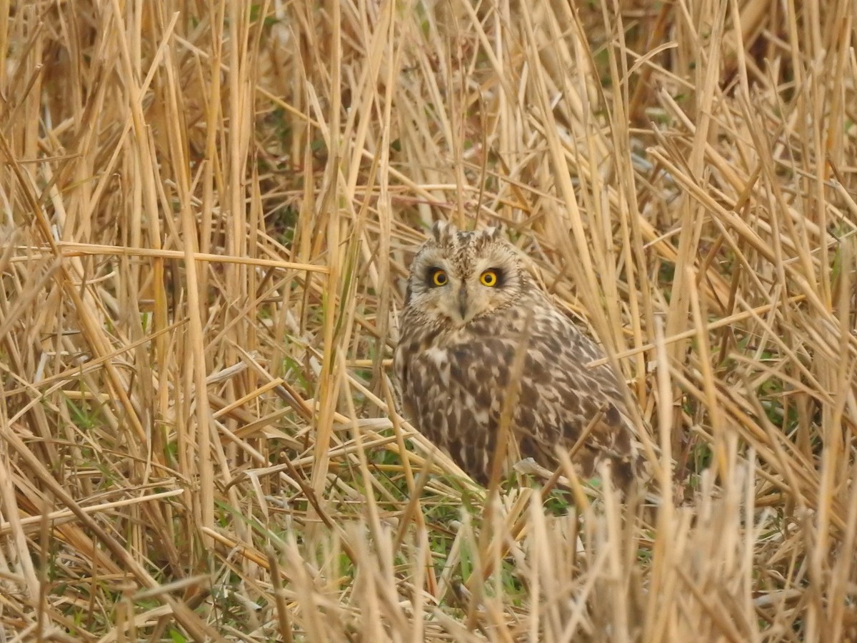 Short-eared Owl - ML530760221