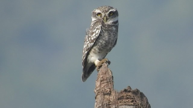 Spotted Owlet - ML530760681