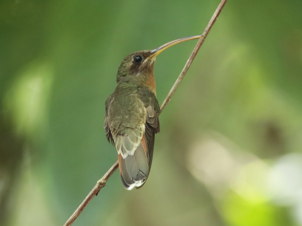 Rufous-breasted Hermit - ML530761391