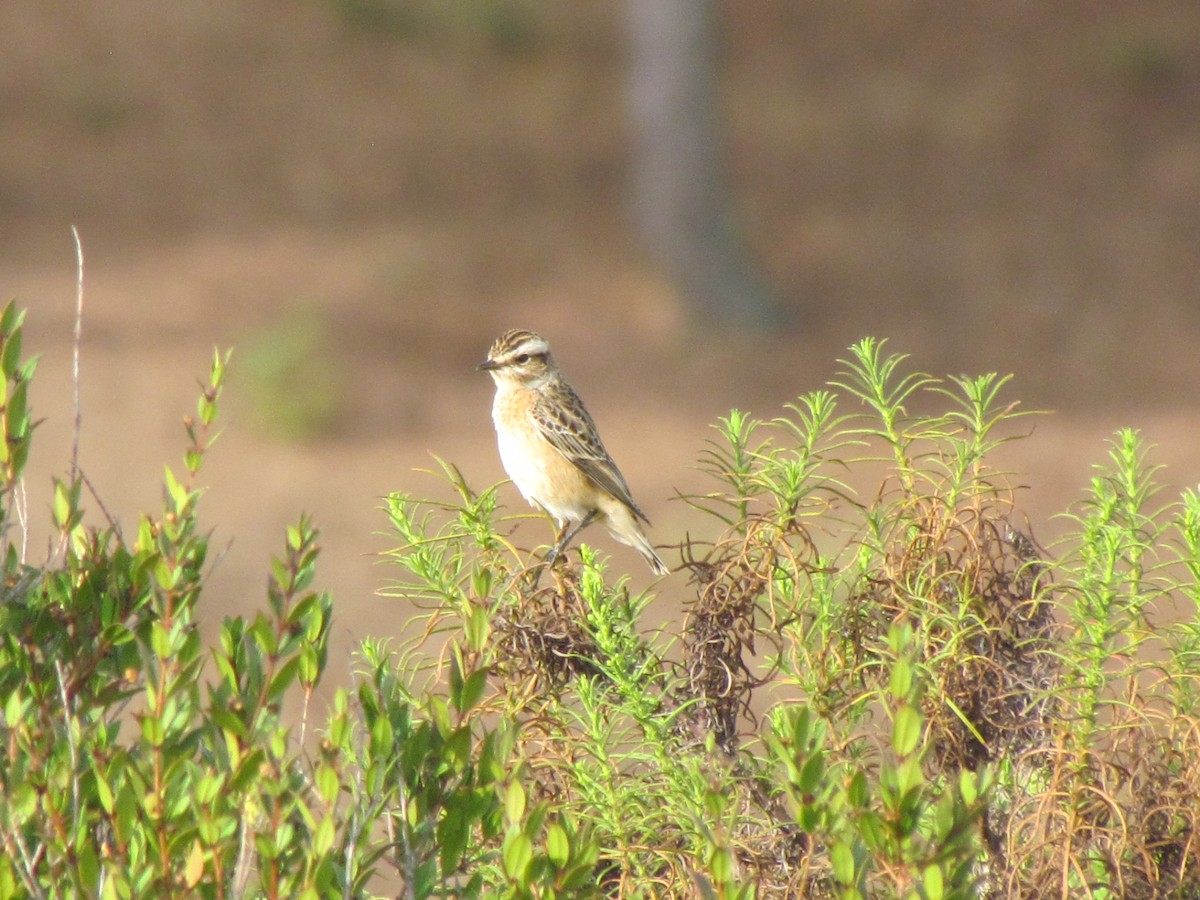 Whinchat - ML530761591