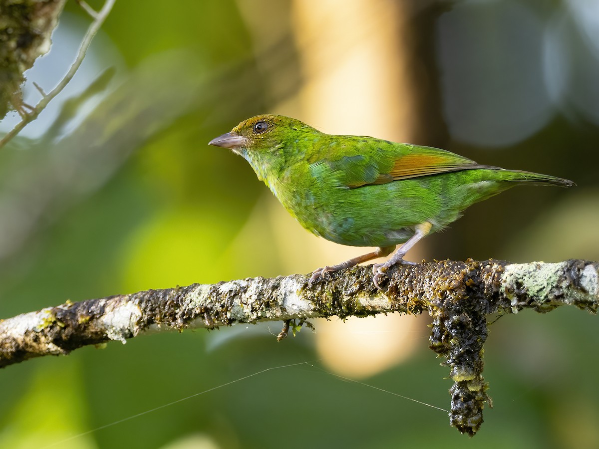 Rufous-winged Tanager - ML530761891