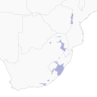 Distribution of the&nbsp;Gurney's Sugarbird - Range Map