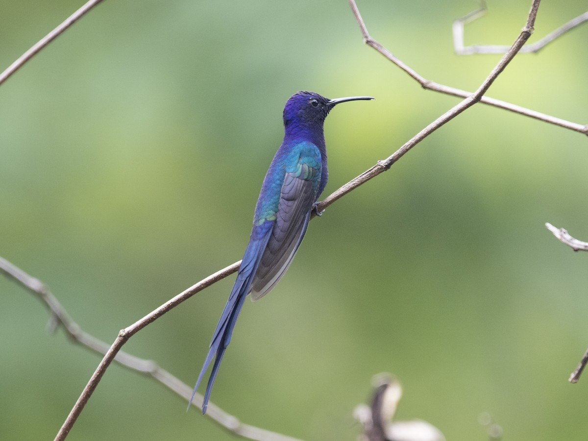 Swallow-tailed Hummingbird - ML530763381