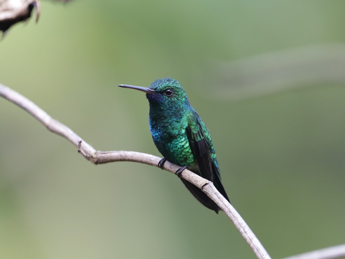 kolibřík modrobradý - ML530763411