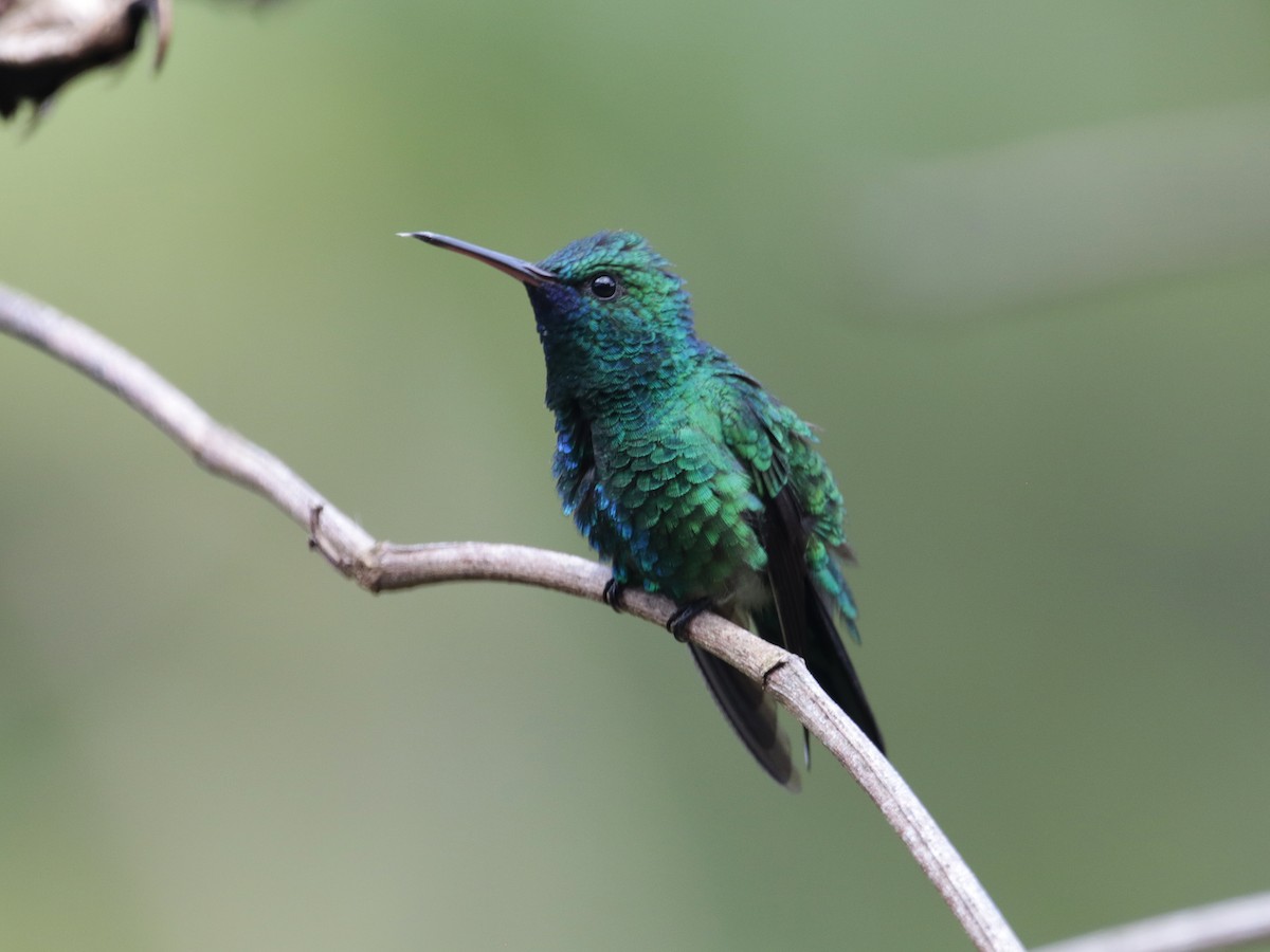 kolibřík modrobradý - ML530763421