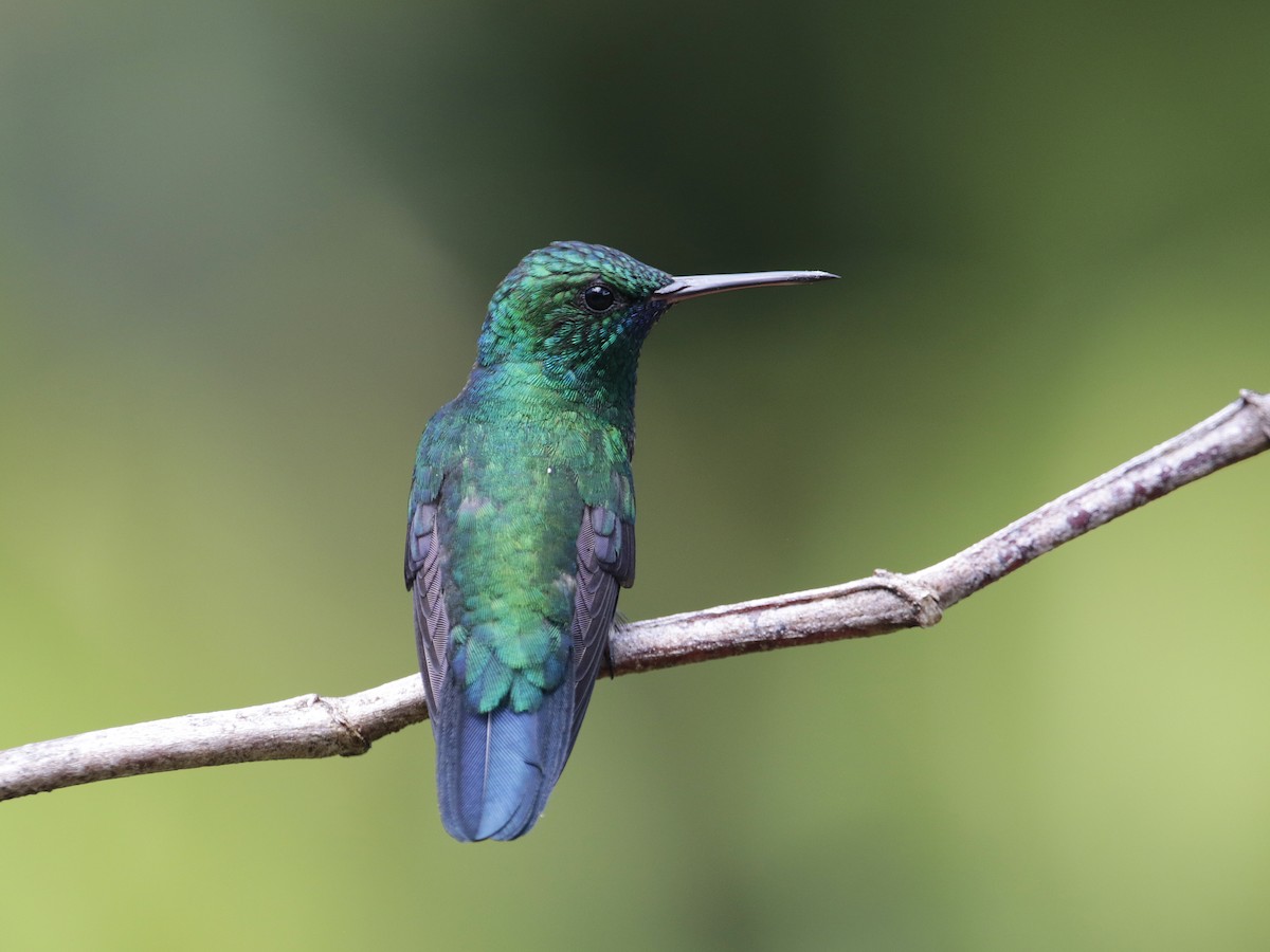 kolibřík modrobradý - ML530763431