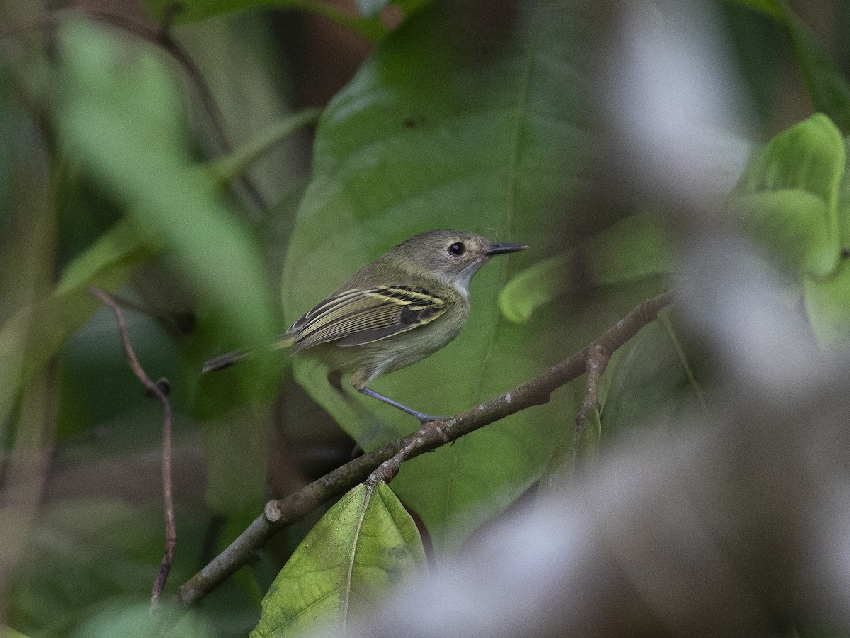 Smoky-fronted Tody-Flycatcher - ML530764791