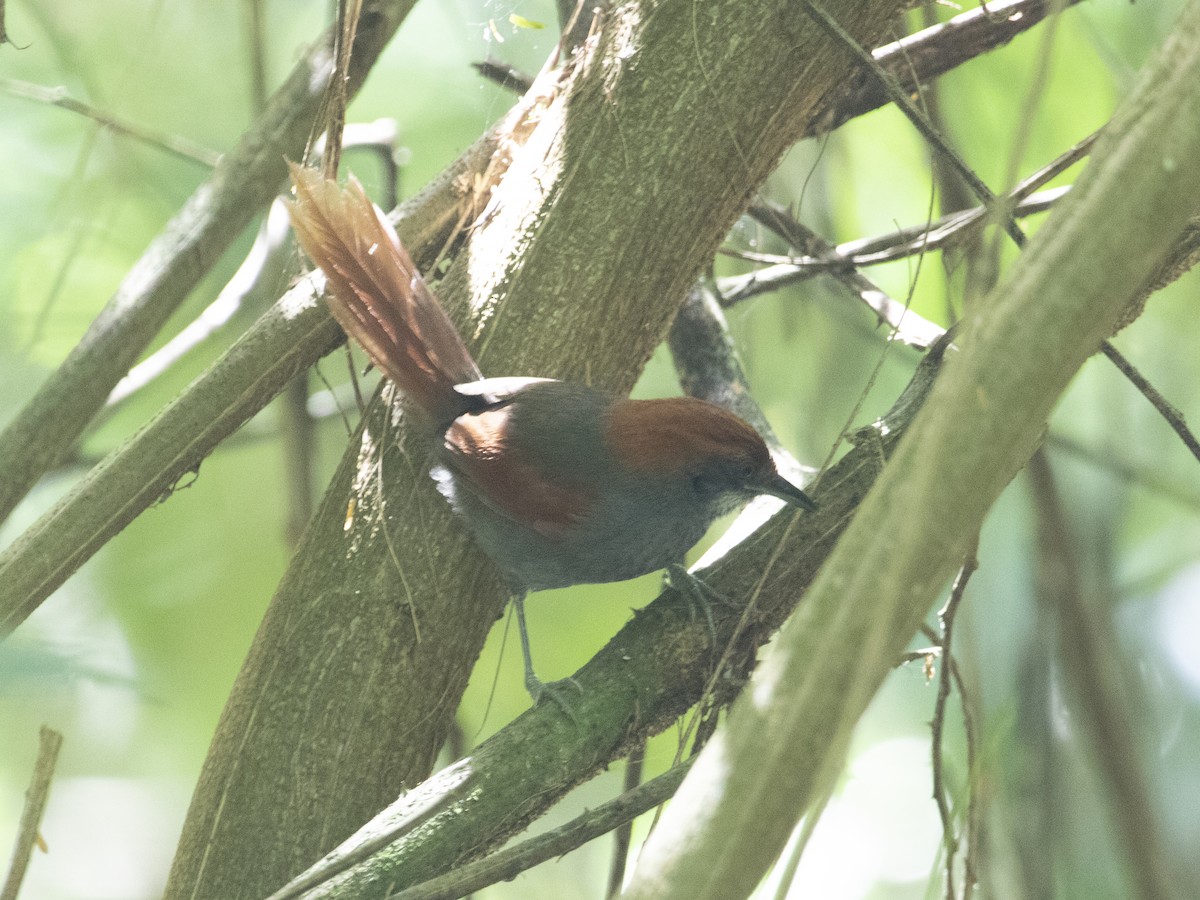 Pinto's Spinetail - ML530765141