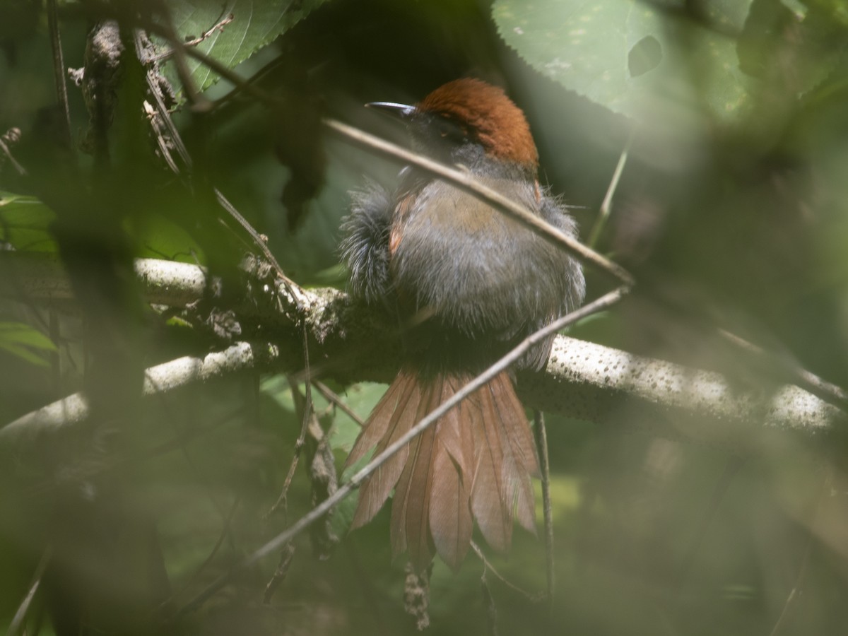 Pinto's Spinetail - ML530765151