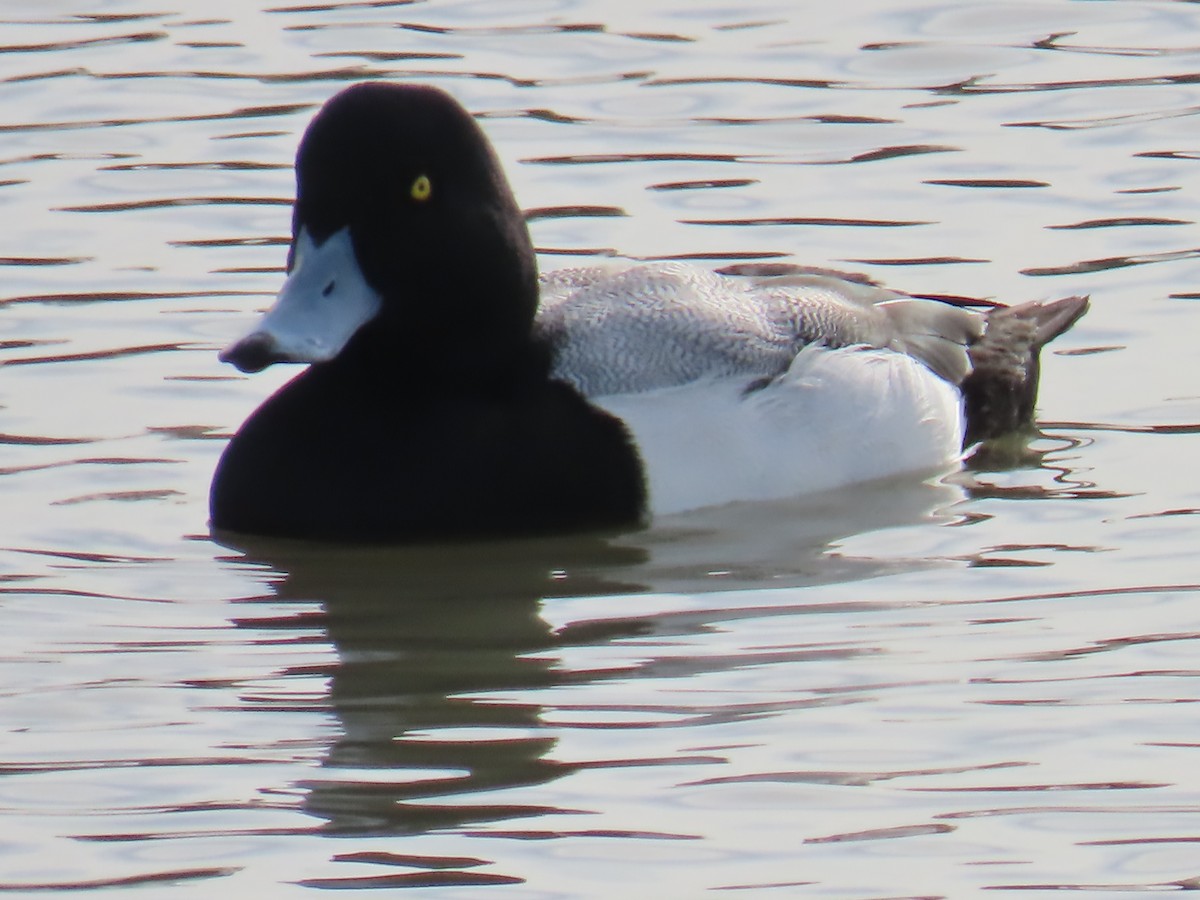 Greater Scaup - ML530765321