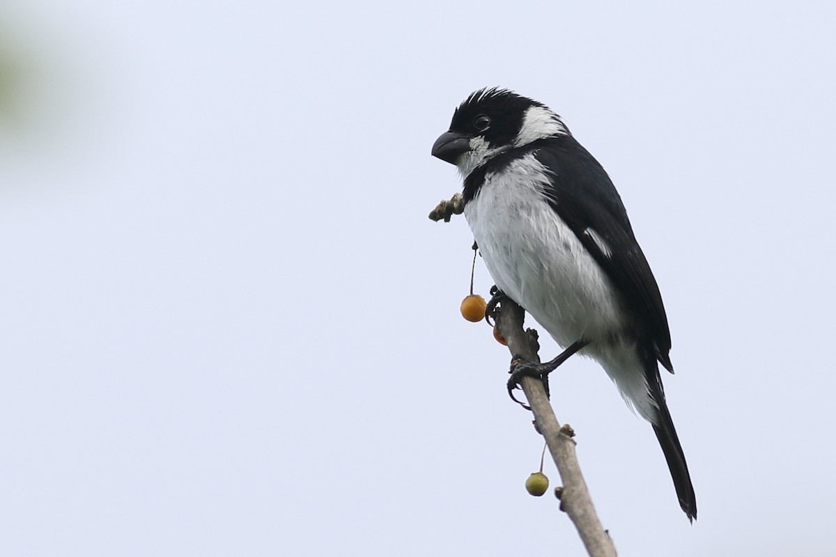 Variable Seedeater - ML53077171