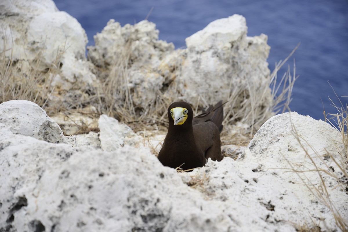 Brown Booby - ML53077231
